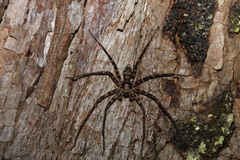 Heteropoda procera
