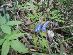 Corydalis fumariifolia