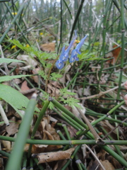 Corydalis fumariifolia