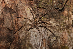 Heteropoda procera