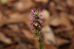 Teucrium argutum