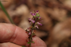 Teucrium argutum