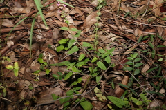 Teucrium argutum