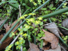 Chrysosplenium flagelliferum