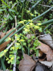 Chrysosplenium flagelliferum