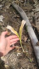 Erythronium tuolumnense