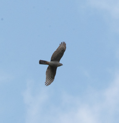 Accipiter ovampensis