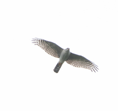 Accipiter ovampensis