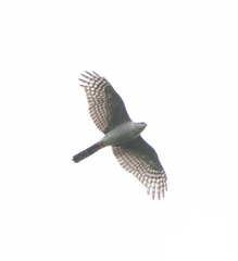 Accipiter ovampensis