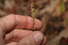 Plantago debilis