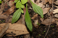 Plantago debilis