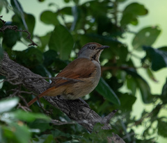 Cichladusa arquata