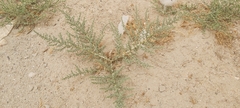 Cornulaca aucheri