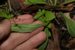 Plantago debilis