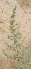 Cornulaca aucheri
