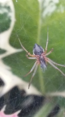 Frontinellina frutetorum