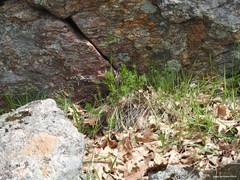 Adenocarpus complicatus