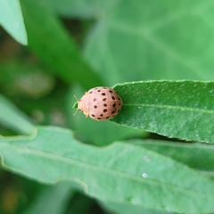Henosepilachna vigintioctopunctata