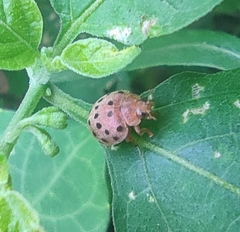 Henosepilachna vigintioctopunctata