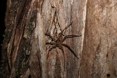 Heteropoda procera