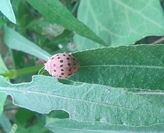 Henosepilachna vigintioctopunctata