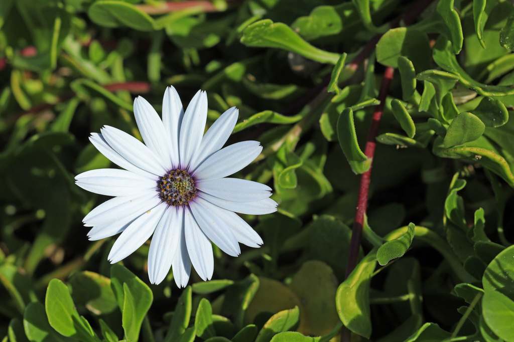 Osteospermum fruticosum — a medium houseplant, prefers full sun light