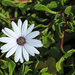 Trailing African Daisy - Photo (c) wicus leeuwner, some rights reserved (CC BY-NC), uploaded by wicus leeuwner