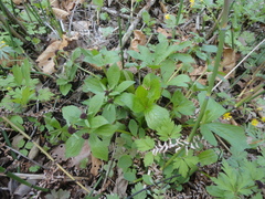 Sanicula rubriflora