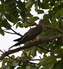 Cuculus canorus