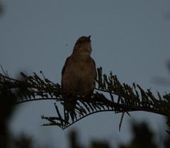 Cisticola chiniana