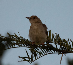 Cisticola chiniana