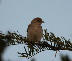 Cisticola chiniana