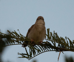 Cisticola chiniana