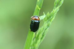 Smaragdina semiaurantiaca