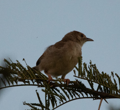 Cisticola chiniana