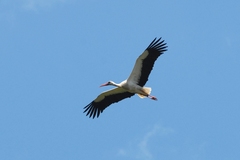 Ciconia ciconia