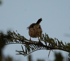 Cisticola chiniana
