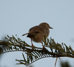 Cisticola chiniana