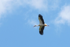 Ciconia ciconia