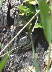 Zamenis scalaris