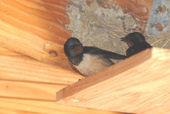 Hirundo rustica