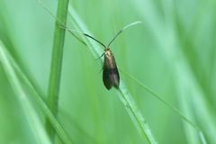 Nemophora albiantennella