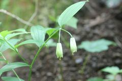 Disporum sessile
