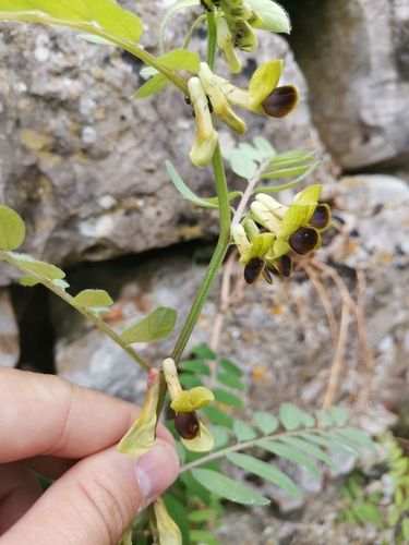 vika černastá (Vicia melanops)