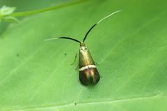 Nemophora aurifera