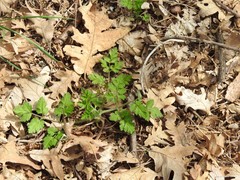 Chaerophyllum nodosum