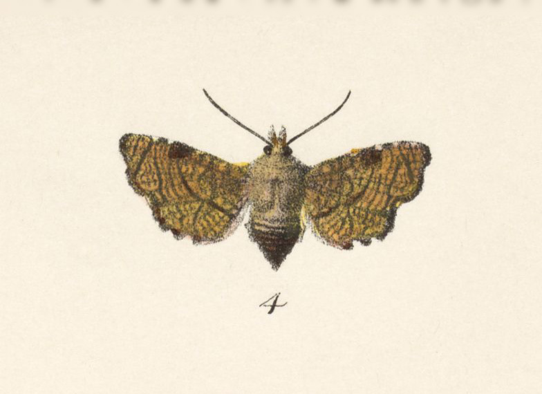 Dysodia sica
