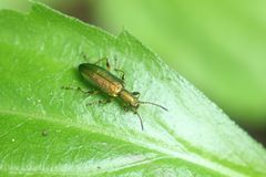 Arthromacra viridissima