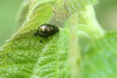 Suinzona cyrtonoides