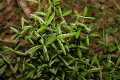 Zieria smithii